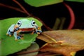 Tree frog, Flying frog on the water lily Royalty Free Stock Photo