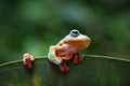 Tree frog, Flying frog on the gree leaf Royalty Free Stock Photo