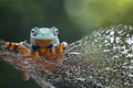 Tree frog, flying frog, javan tree frog Royalty Free Stock Photo