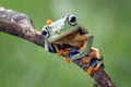 Tree frog, flying frog, javan tree frog, wallace Royalty Free Stock Photo