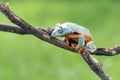 Tree frog, flying frog, javan tree frog, wallace Royalty Free Stock Photo