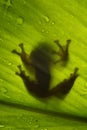 Tree frog, flying frog, javan tree frog, wallace Royalty Free Stock Photo