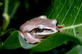 A Tree frog in forty wink Royalty Free Stock Photo