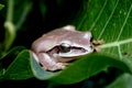 A Tree frog in forty wink