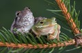Tree frog friends Royalty Free Stock Photo
