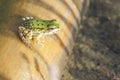 Tree frog, frogs, dumpy frog sitting on wood