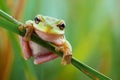 Tree frog on grass Ai photo Royalty Free Stock Photo