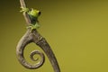 Tree frog on green background copyspace amphibian Royalty Free Stock Photo