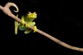 Tree frog green isolated tropical amphibian copy Royalty Free Stock Photo