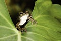 Tree frog on green leaf in tropical rainforest Royalty Free Stock Photo