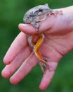 Tree Frog in hand of a boy Royalty Free Stock Photo