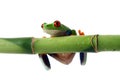 Tree Frog Hanging on Bamboo