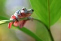 Tree frog hanging