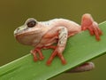 Tree frog hanging on 2 Royalty Free Stock Photo