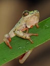 Tree frog hanging on Royalty Free Stock Photo