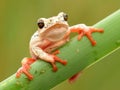 Tree frog hanging on tight Royalty Free Stock Photo