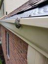 Tree frog hanging from house