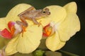 A tree frog is hunting for prey in an assemblage of wild moth orchids.