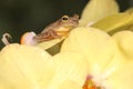 A tree frog is hunting for prey in an assemblage of wild moth orchids.