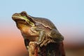 Tree Frog Royalty Free Stock Photo
