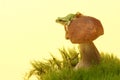 Tree frog Hyla arborea on mushroom, Boletus Royalty Free Stock Photo