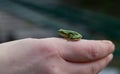 Tree frog Hyla arborea sitting Royalty Free Stock Photo