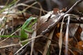 European tree frog on the forest ground, in natural environment, natural habitat Royalty Free Stock Photo