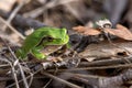 European tree frog on the forest ground, in natural environment, natural habitat Royalty Free Stock Photo