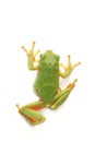 Tree frog Hyla arborea, on a white background Royalty Free Stock Photo