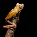 Tree frog Hypsiboas geographica Royalty Free Stock Photo