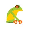 Tree frog isolated. Tropical amphibian vector illustration