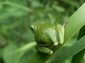 Tree frog on leaf