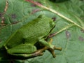 Tree frog on leaf Royalty Free Stock Photo