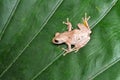 Tree frog on the leaf Royalty Free Stock Photo