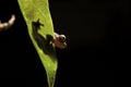 Tree frog leaf amphibian hiding amazon rain forest Royalty Free Stock Photo