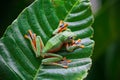 Tree frog, tree leaf on the leaf branch Royalty Free Stock Photo