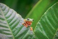 Tree frog, tree leaf on the leaf branch Royalty Free Stock Photo