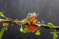 Tree frog, tree leaf on the leaf branch Royalty Free Stock Photo