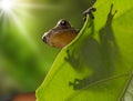 Tree frog on leaf Dendropsophus manonegra Royalty Free Stock Photo