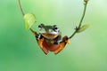 Tree frog on leaf, Gliding frog (Rhacophorus reinwardtii) sitting on branch Royalty Free Stock Photo