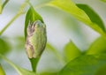 tree frog on leaf