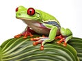 Ai Generated illustration Wildlife Concept of Tree frog on a leaf Royalty Free Stock Photo