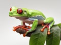 Ai Generated illustration Wildlife Concept of Tree frog on a leaf Royalty Free Stock Photo