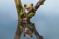 Tree Frog (Leptopelis vermiculatus) Royalty Free Stock Photo