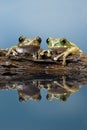 Tree Frog (Leptopelis vermiculatus) Royalty Free Stock Photo