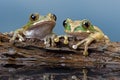 Tree Frog (Leptopelis vermiculatus) Royalty Free Stock Photo