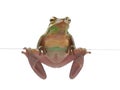 Tree frog litoria infrafrenata, climbing on the glass Royalty Free Stock Photo