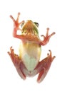 Tree frog litoria infrafrenata, climbing on the glass Royalty Free Stock Photo