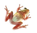 Tree frog litoria infrafrenata, climbing on the glass Royalty Free Stock Photo