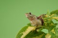 Tree frog Litoria infrafrenata Royalty Free Stock Photo